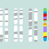 Genes linked to being gay may help straight people get more sex